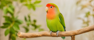 自然な木製の止まり木にちょこんと止まっている、鮮やかな色合いの小型インコ