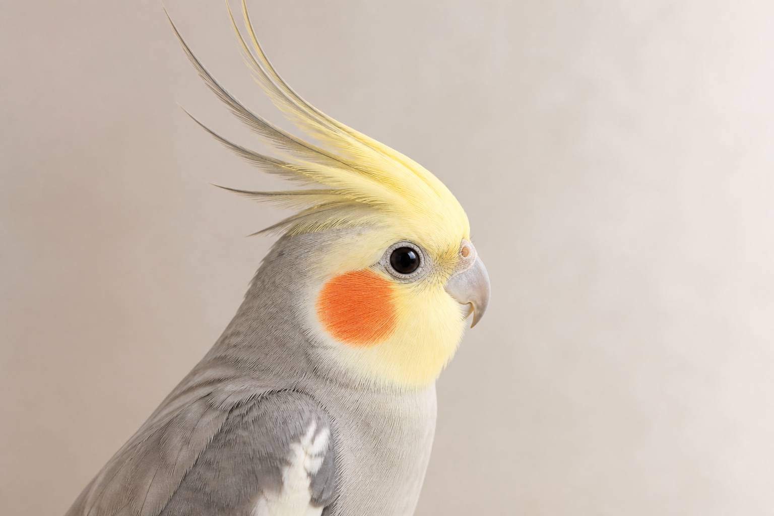オカメインコの頭部と冠羽の構造が分かるよう、落ち着いた背景で自然に佇む姿を捉えた静物構図