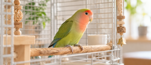 落ち着いた室内で、木製のパーチ（止まり木）の上にて愛らしく佇むコザクラインコを横から捉えた自然光の静物カット